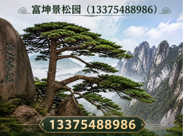 宁阳县庭院造型松展示图