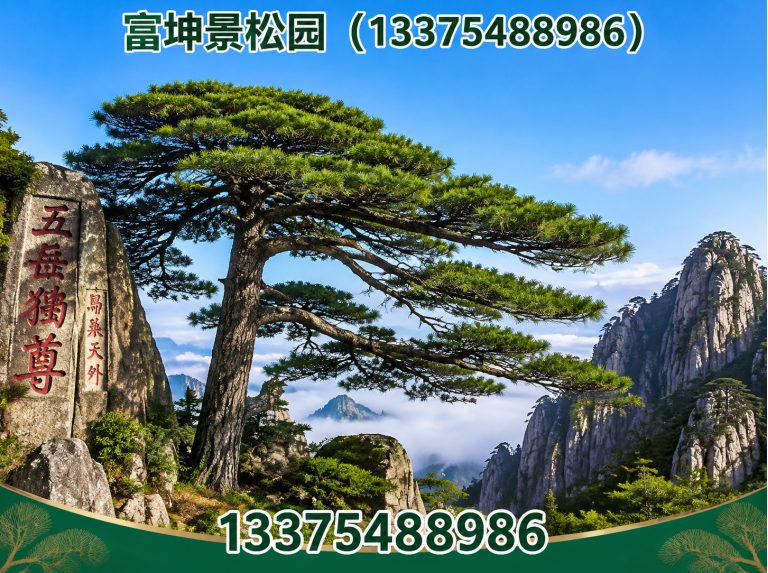 宁阳县景观松直销展示图